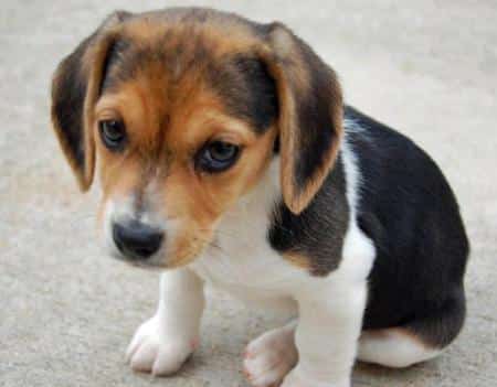 Beagle Photos De Chiens Chien De Chasse Par Exellencephotos De Chiens